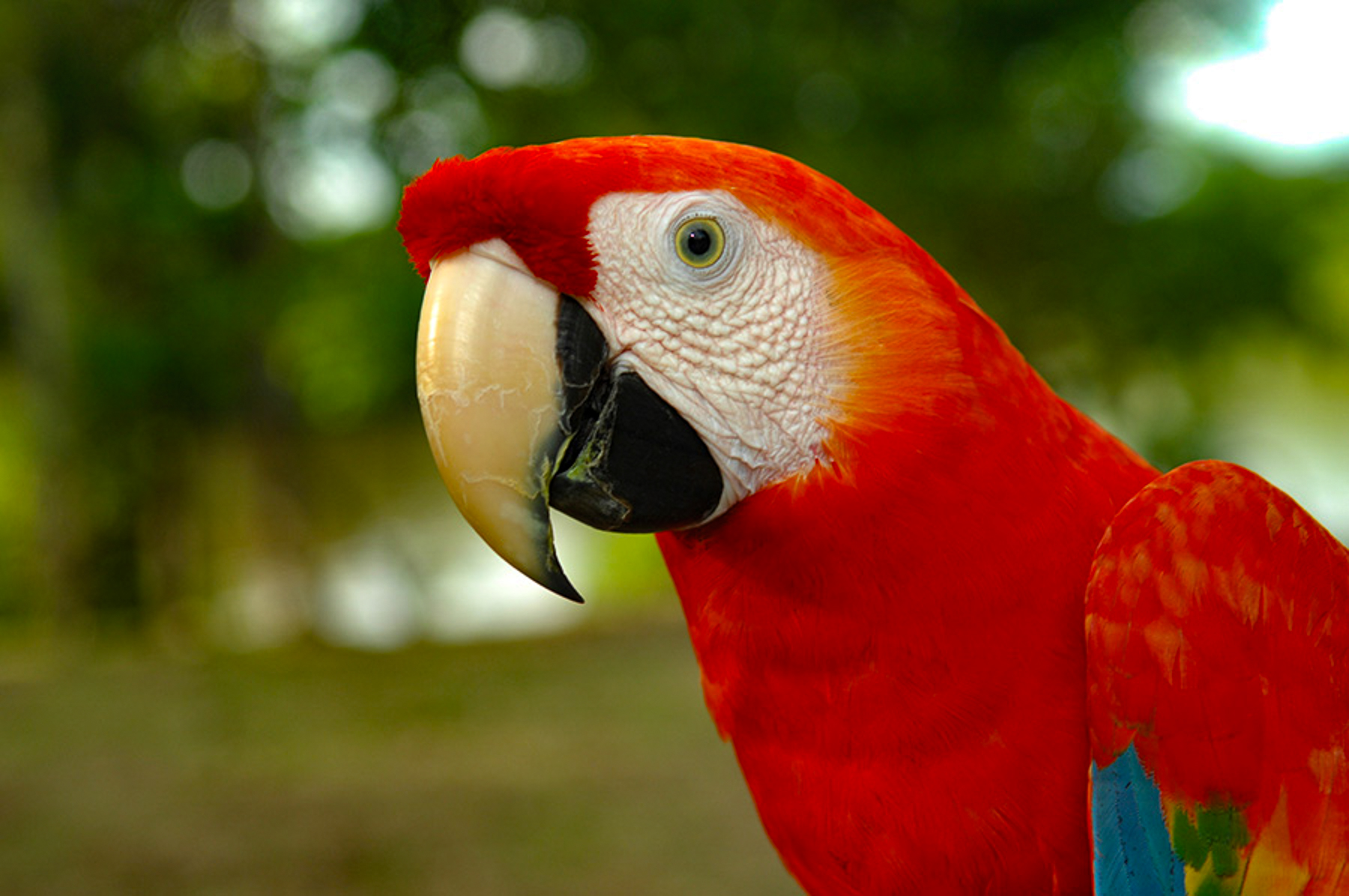 Close up of a scarlet macaw seen from the Aqua Nera luxury river cruiser on the Peruvian Amazon