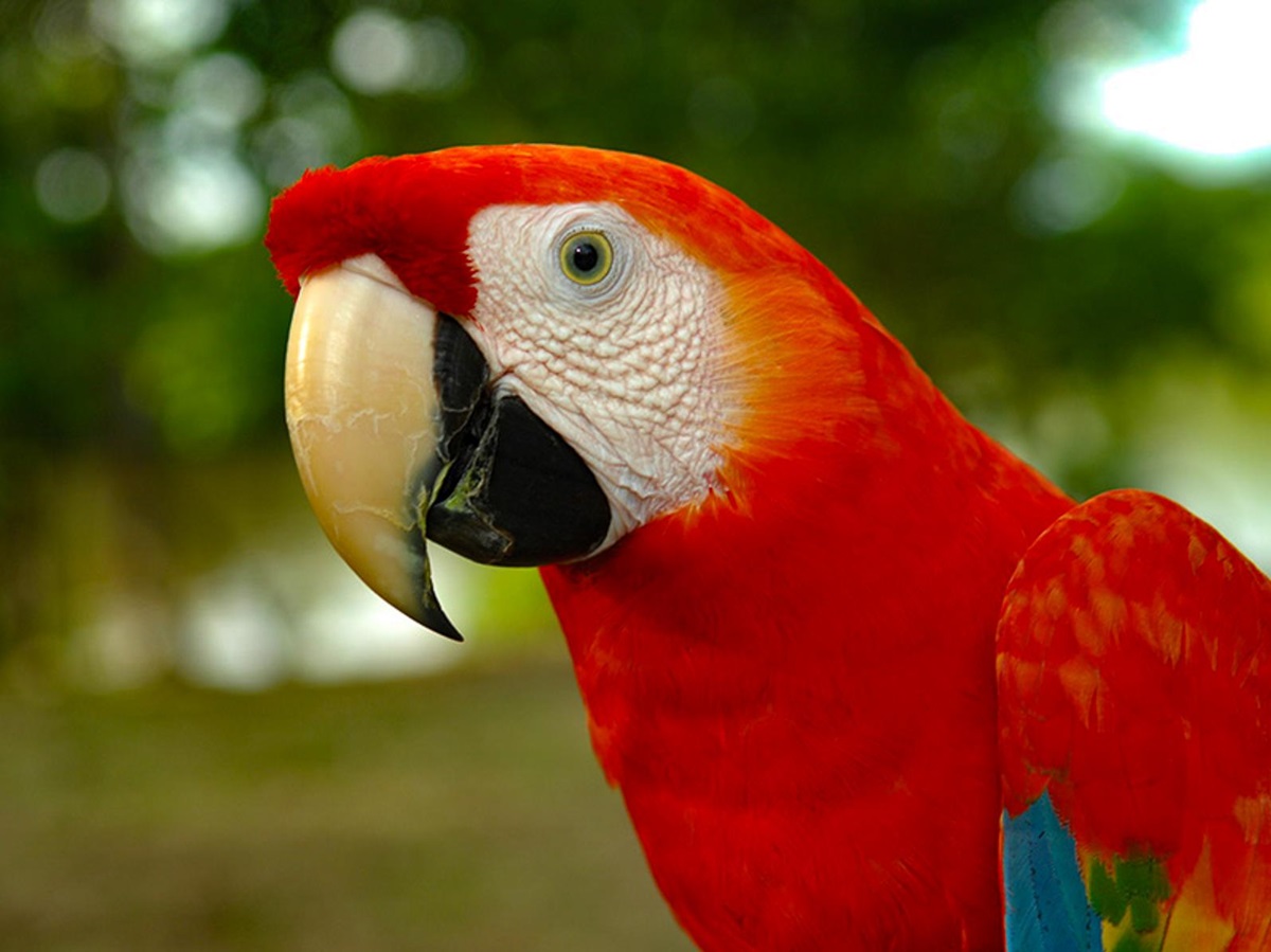 Close up of a scarlet macaw seen from the Aqua Nera luxury river cruiser on the Peruvian Amazon