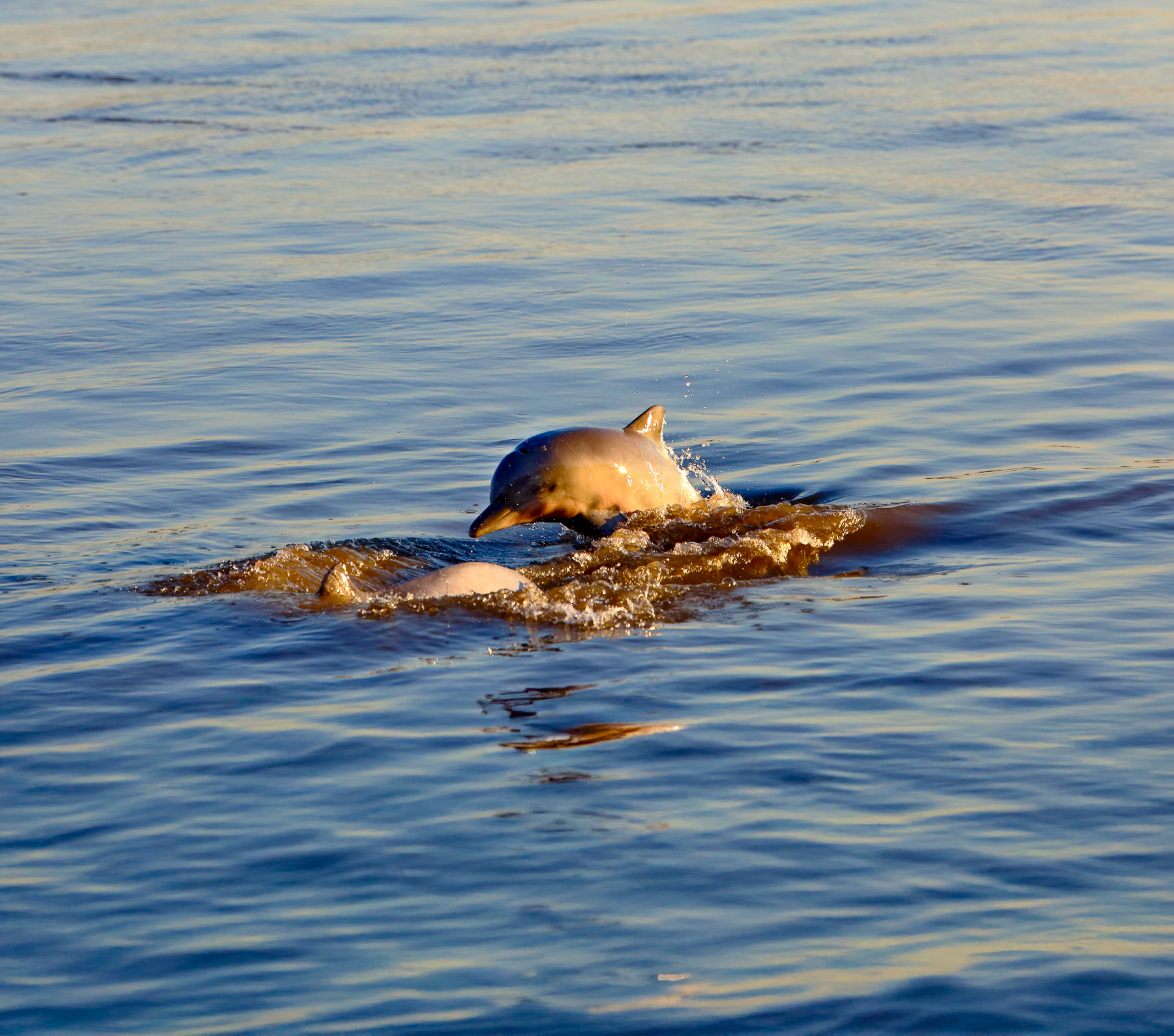 River dolphins spotted from the Aqua Nera luxury river cruiser on the Peruvian Amazon