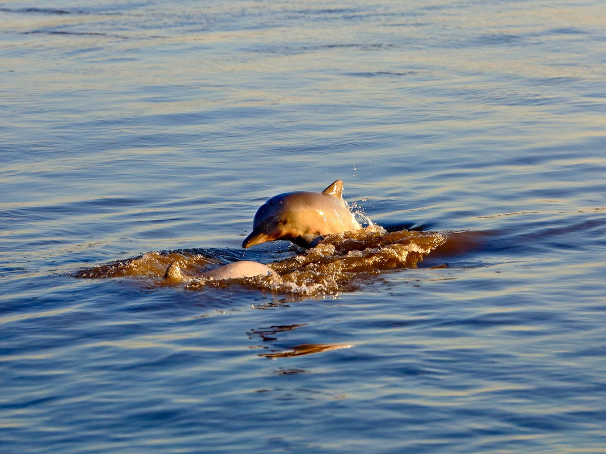 River dolphins spotted from the Aqua Nera luxury river cruiser on the Peruvian Amazon