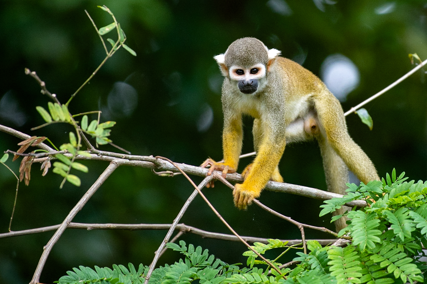 A squirrel monkey spotted from the Aqua Nera luxury river cruiser on the Peruvian Amaazon