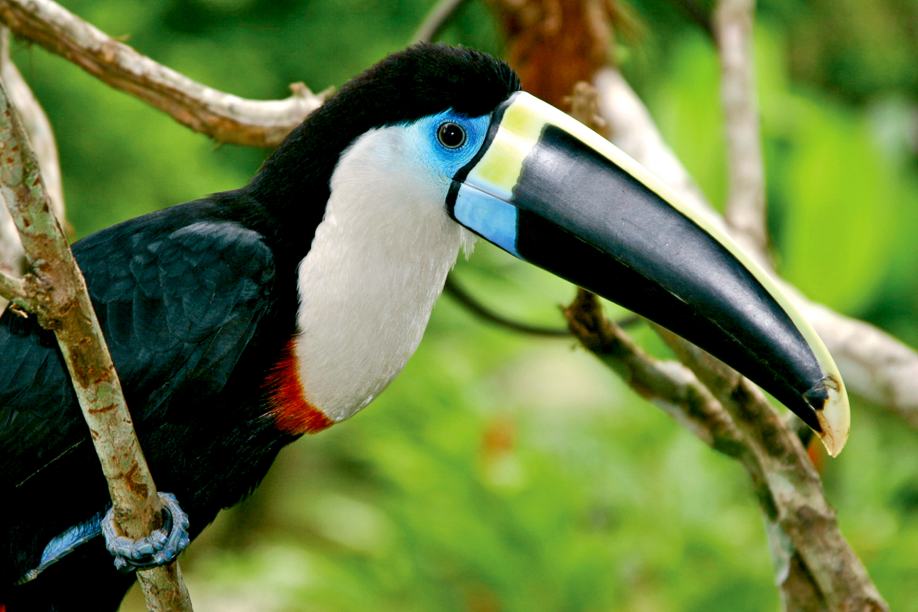 A toucan viewed from the Aqua Nera luxury river cruiser on the Peruvian Amazon