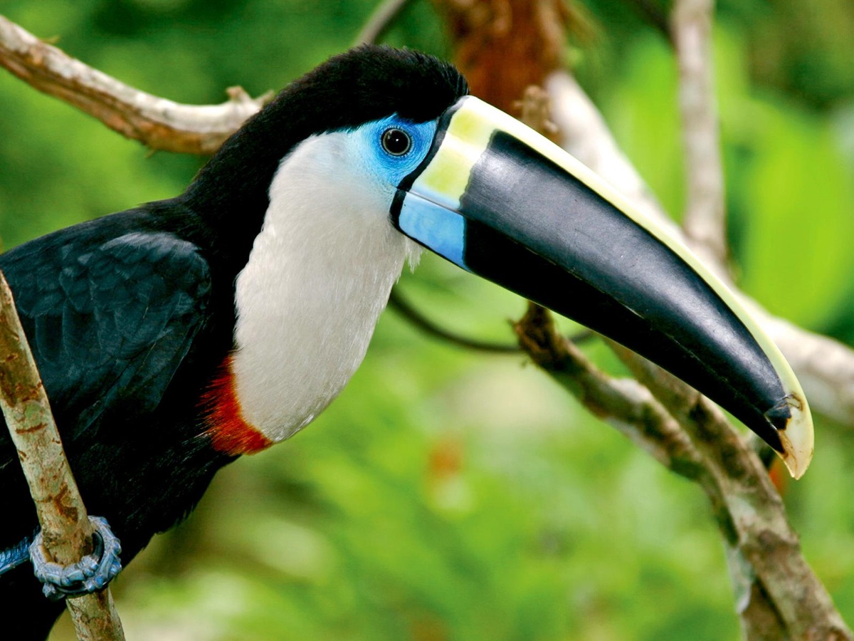 A toucan viewed from the Aqua Nera luxury river cruiser on the Peruvian Amazon