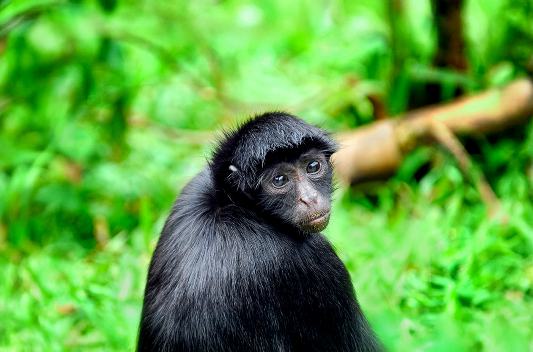 A black spider monkey spotted from the Aria Amazon luxury river cruiser in Peru
