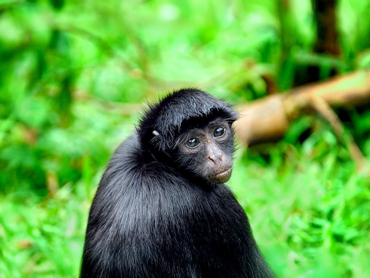 A black spider monkey spotted from the Aria Amazon luxury river cruiser in Peru