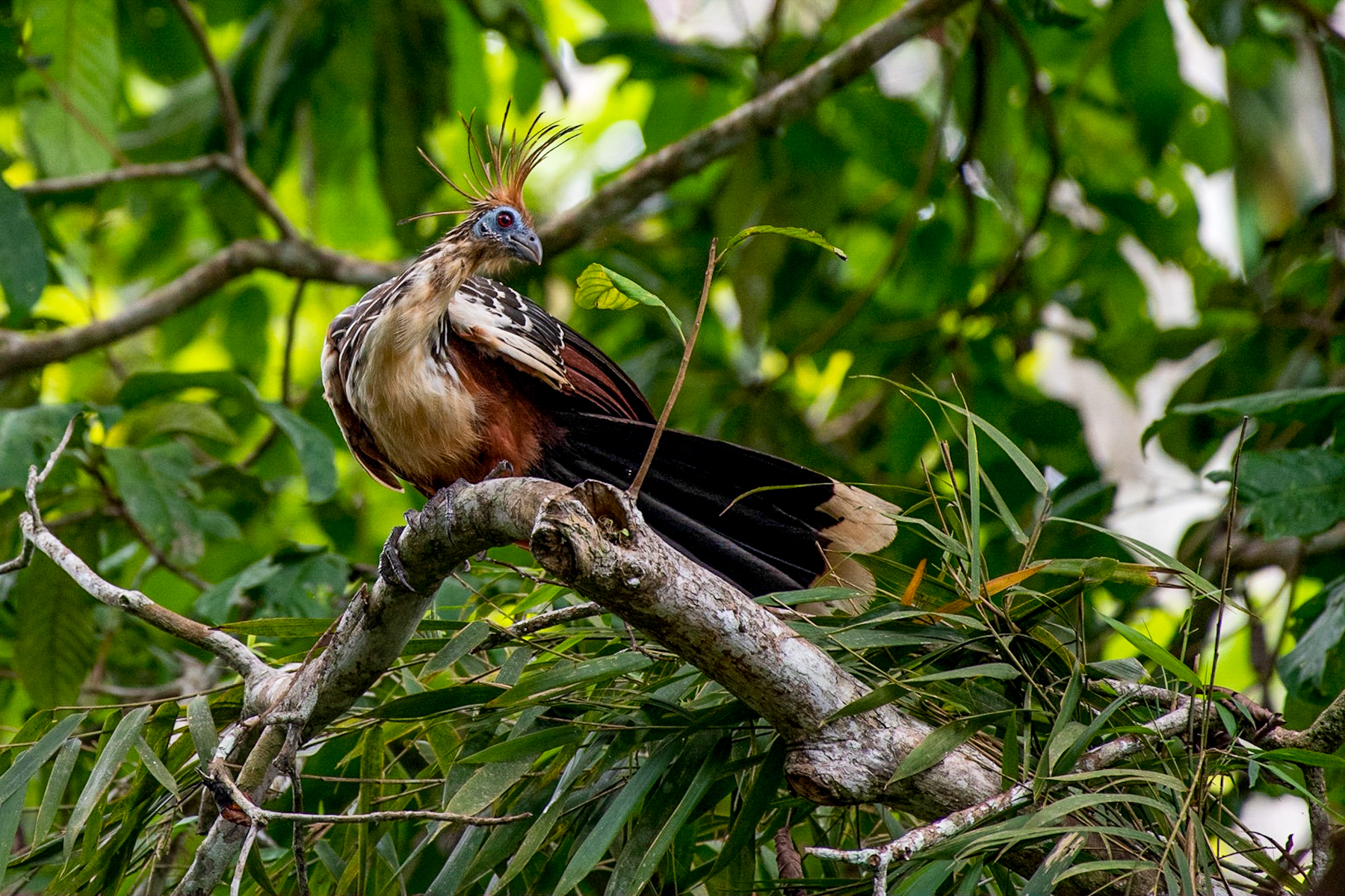 A Hoatzin spotted in the canopy from the Aria Amazon luxury river cruiser in Peru