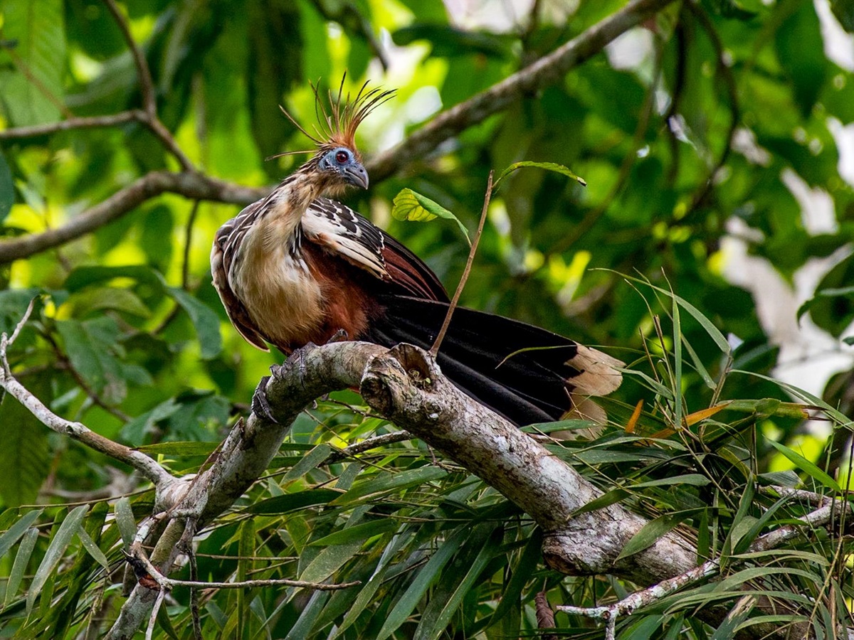 A Hoatzin spotted in the canopy from the Aria Amazon luxury river cruiser in Peru