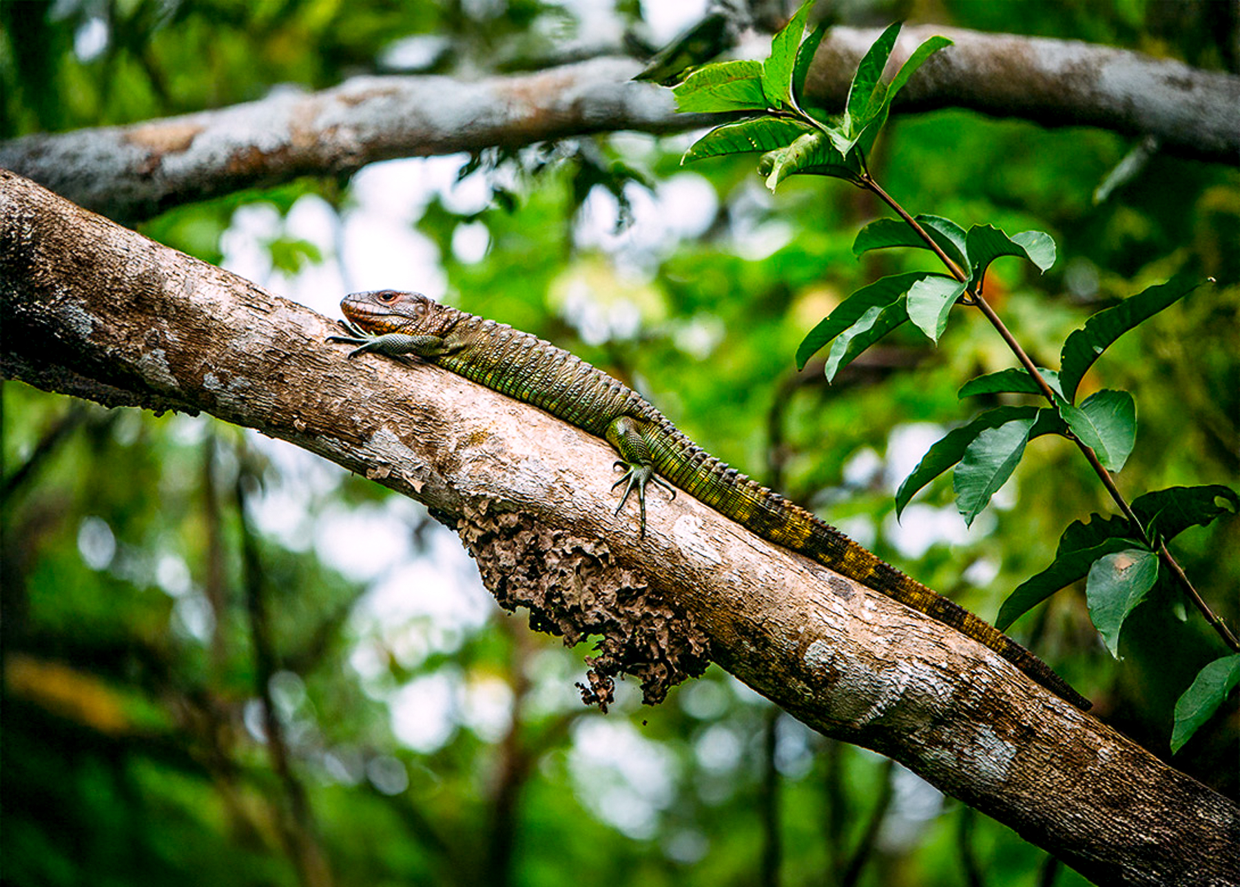 An iguana spotted in a tree from the Aria Amazon luxury river cruiser in Peru