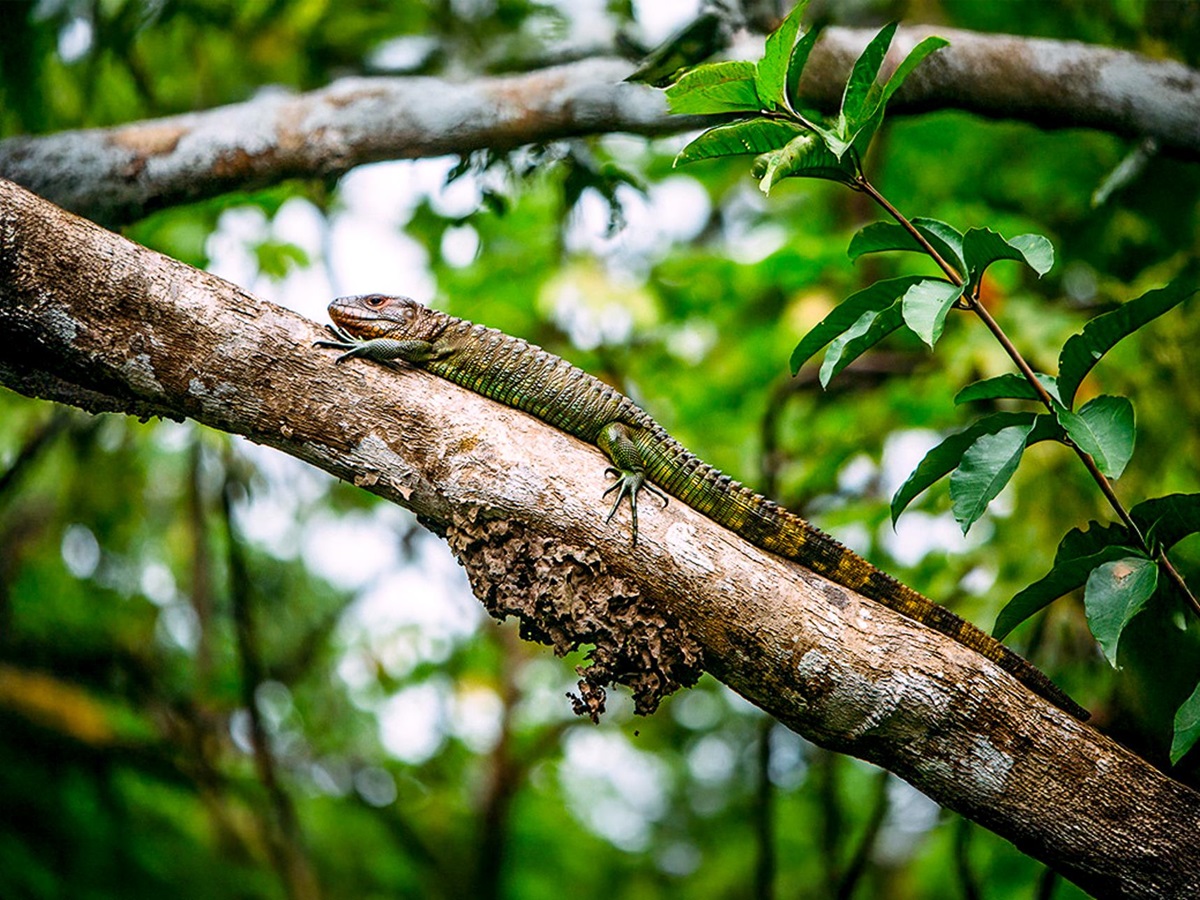 An iguana spotted in a tree from the Aria Amazon luxury river cruiser in Peru