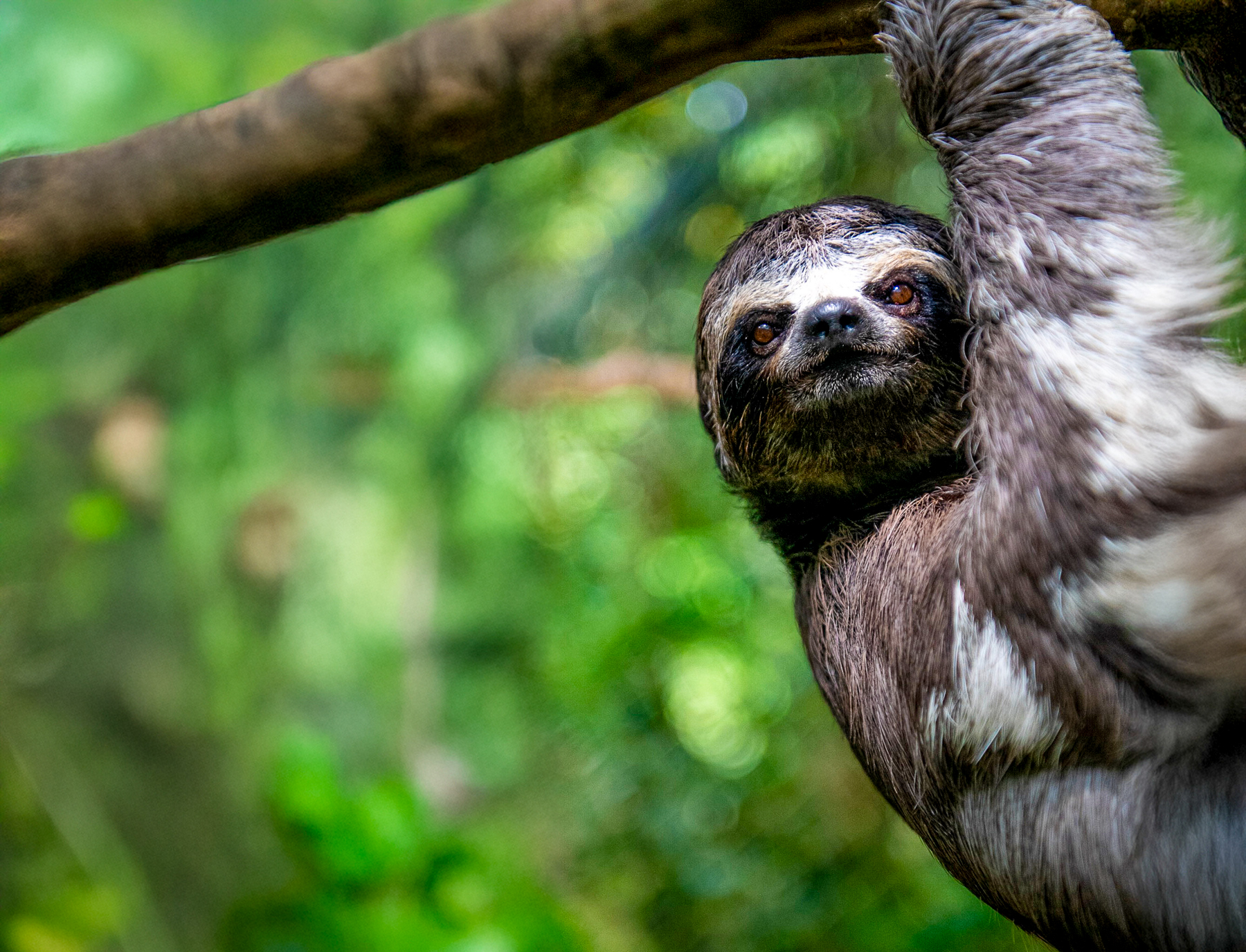 A three toed sloth spotted in the treetops from the Aria Amazon luxury river cruiser in Peru