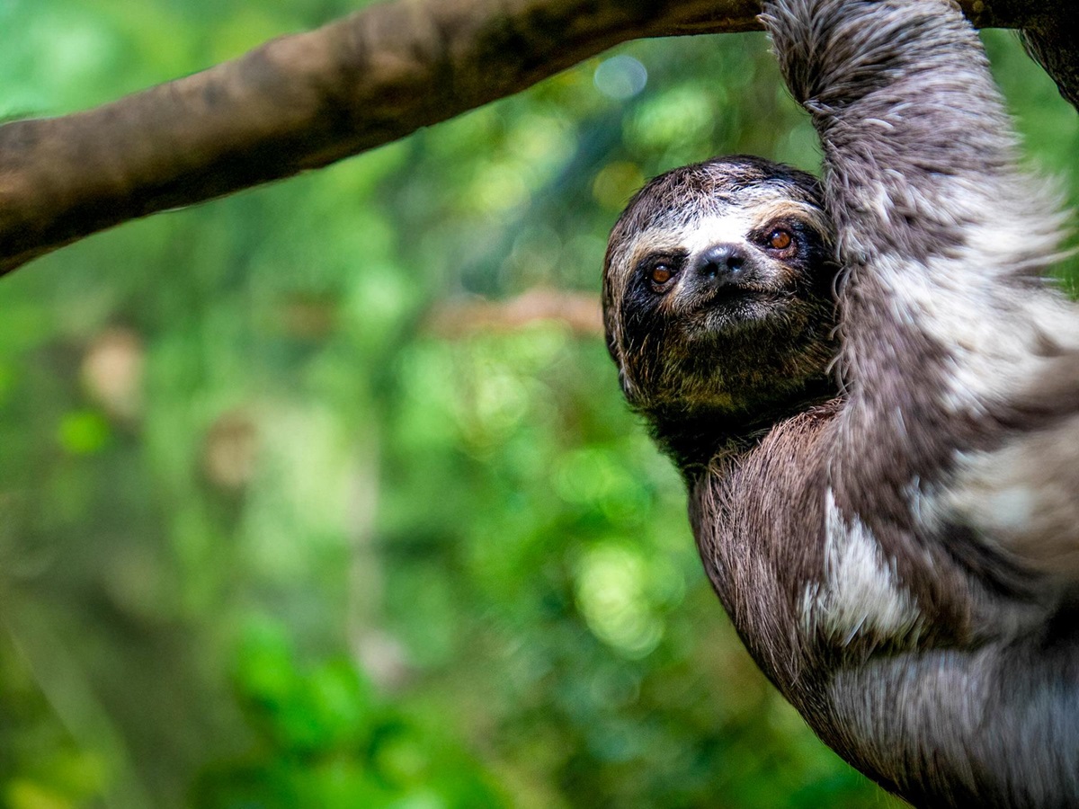 A three toed sloth spotted in the treetops from the Aria Amazon luxury river cruiser in Peru