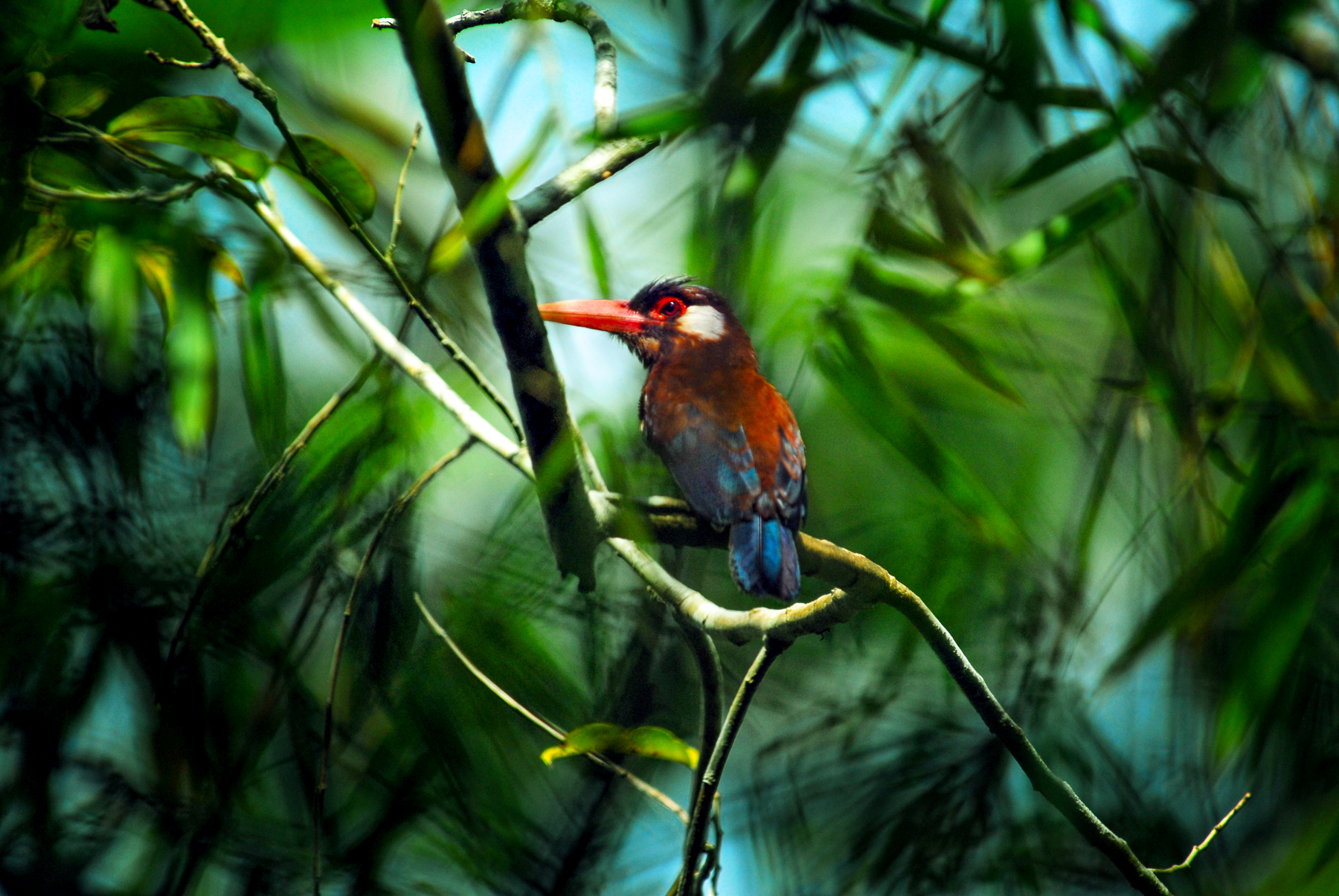 A white eared jacamar spotted from the Aria Amazon luxury river cruiser in Peru