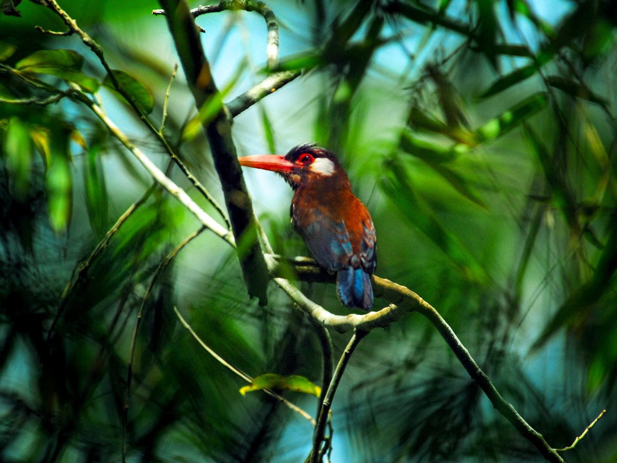 A white eared jacamar spotted from the Aria Amazon luxury river cruiser in Peru