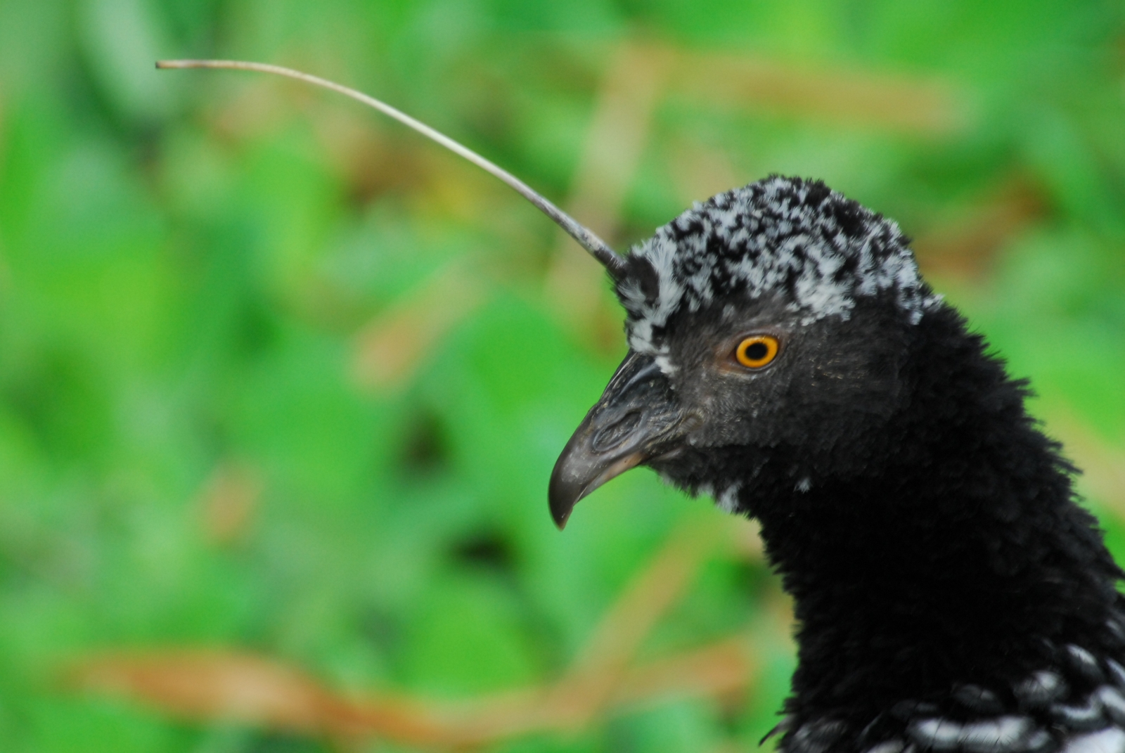 Horned Screamer viewed onboard Delfin 1 in Peru
