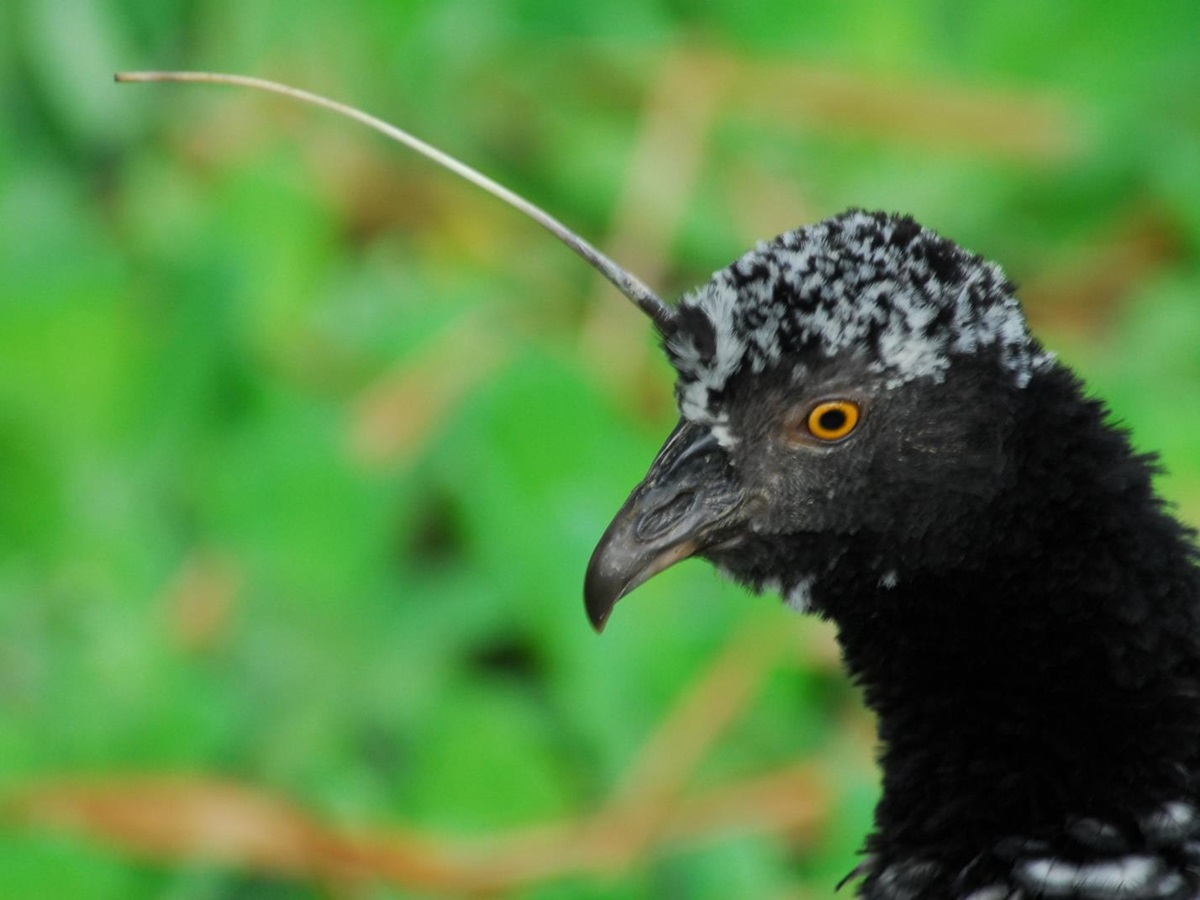 Horned Screamer viewed onboard Delfin 1 in Peru