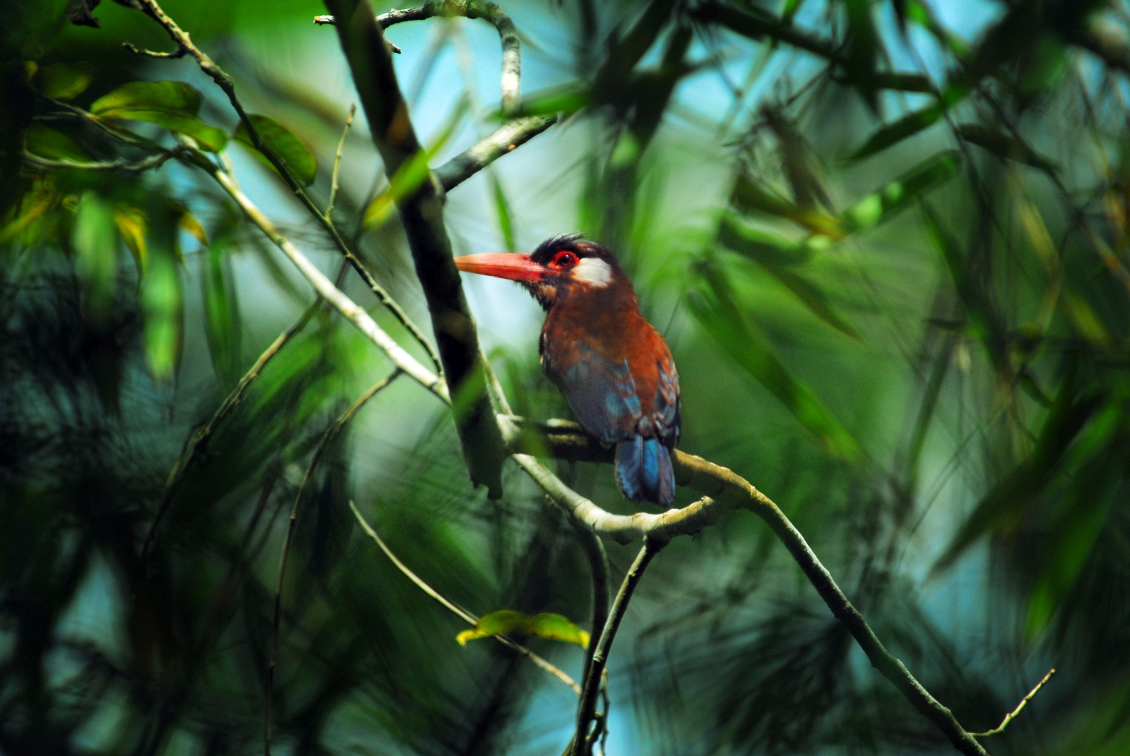 Woodcreeper viewed onboard Delfin 1 in Peru