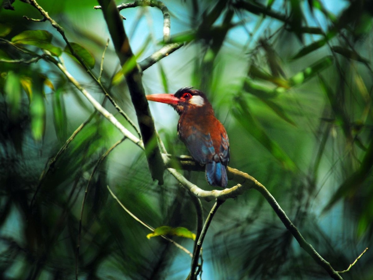 Woodcreeper viewed onboard Delfin 1 in Peru
