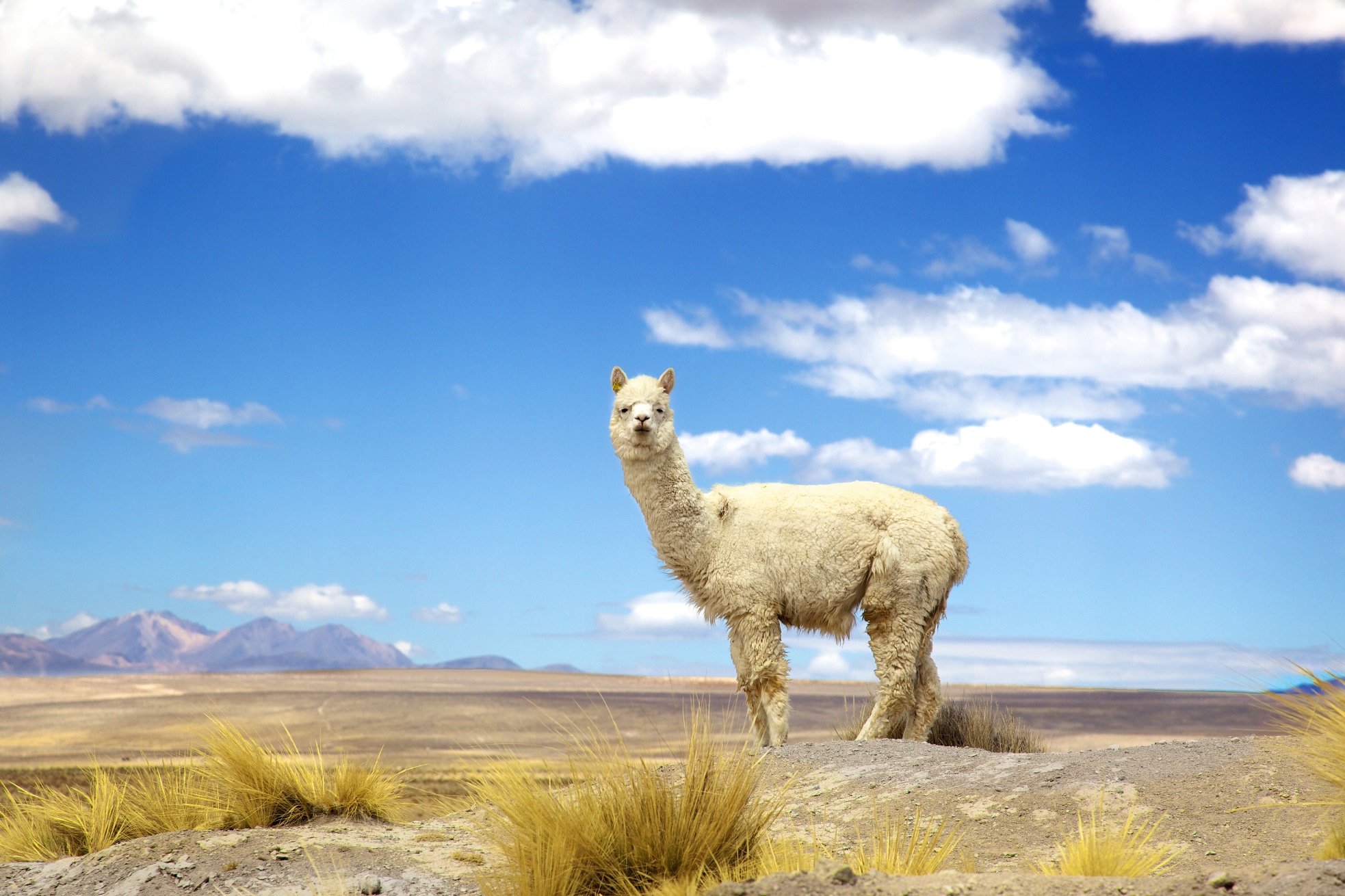 Alpaca in the Peruvian desert