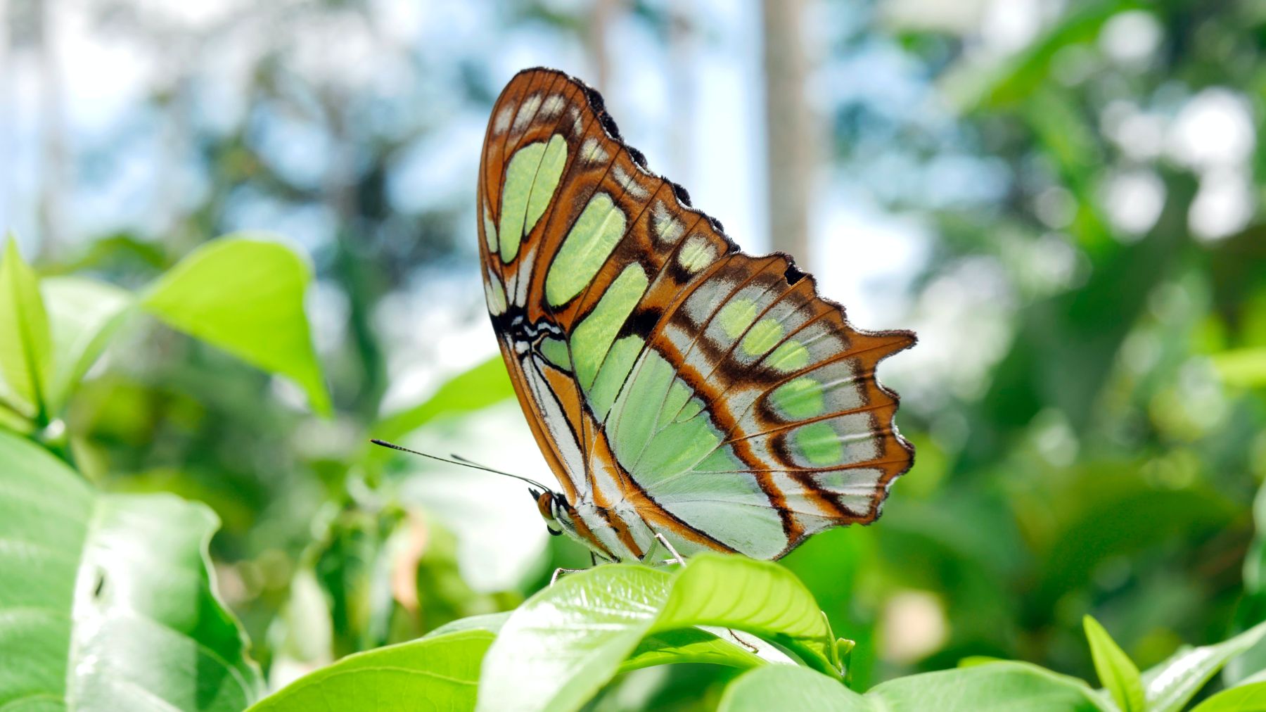 Glasswing butterfly in the Amazon rainforest