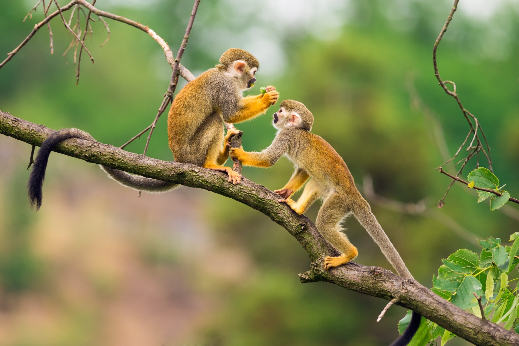Monkeys in Peruvian Amazon