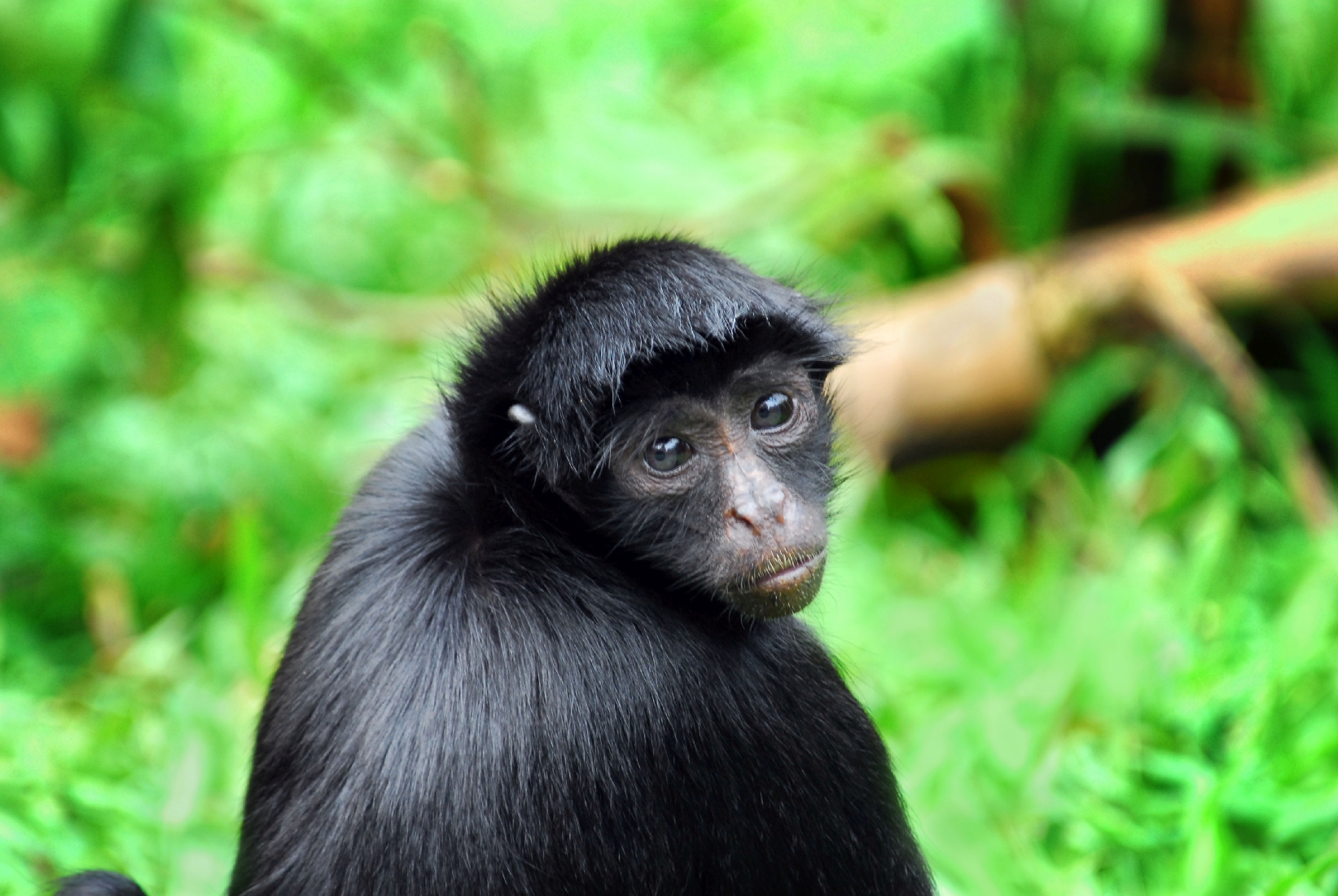 A black spider monkey in Peru
