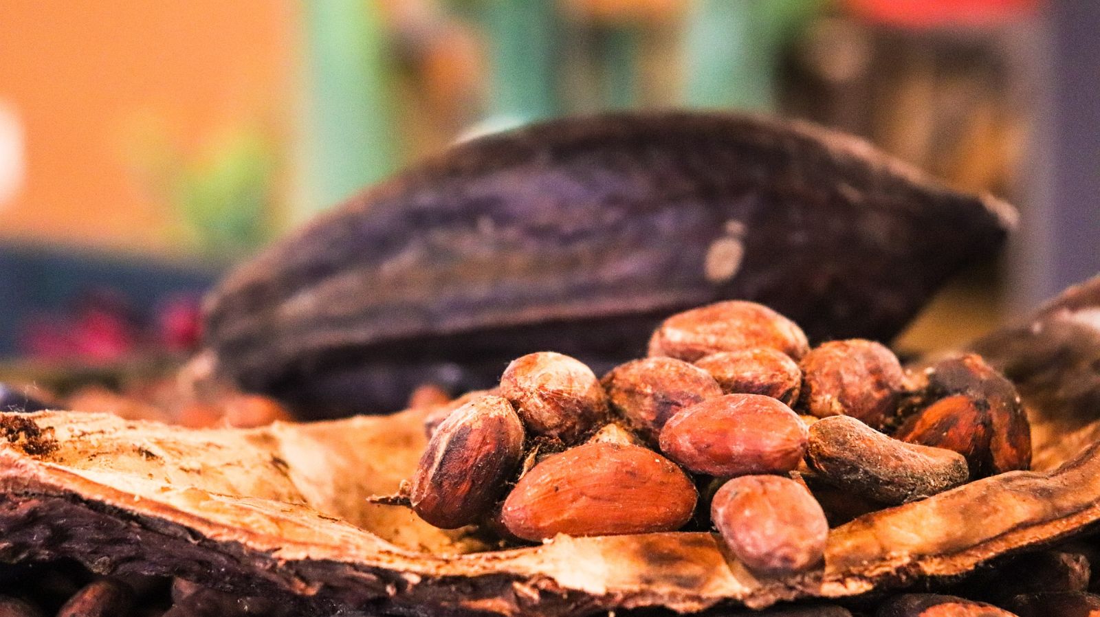 Cacao in Peru