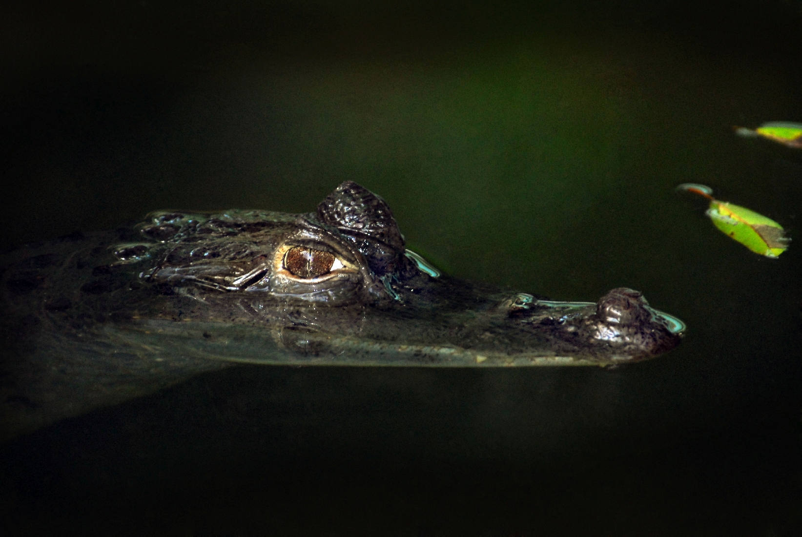 Caimun head over water in Peru