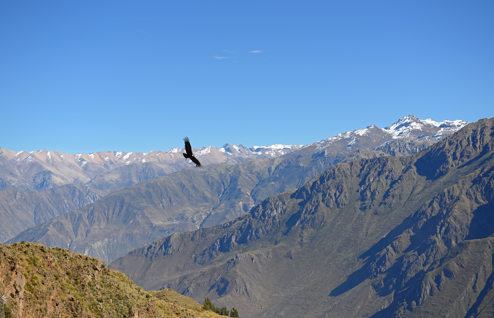 Condor over Colca Canyon