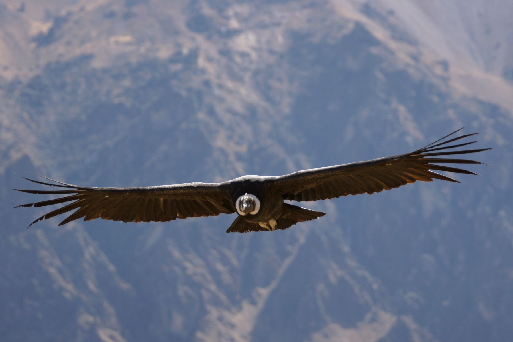Andean condor in flight in the Colca Canyon, Peru