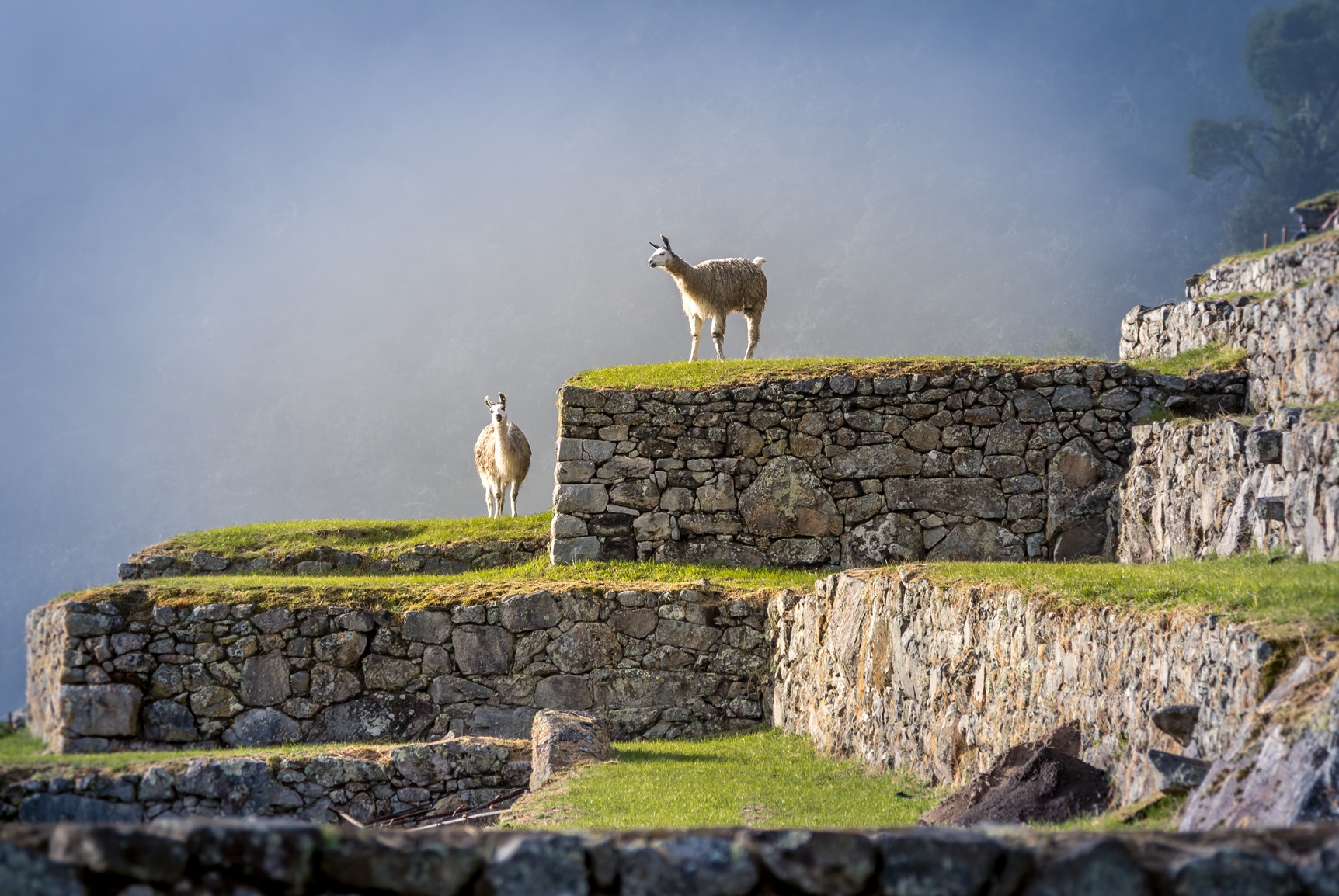 Inca ruins and alpacas