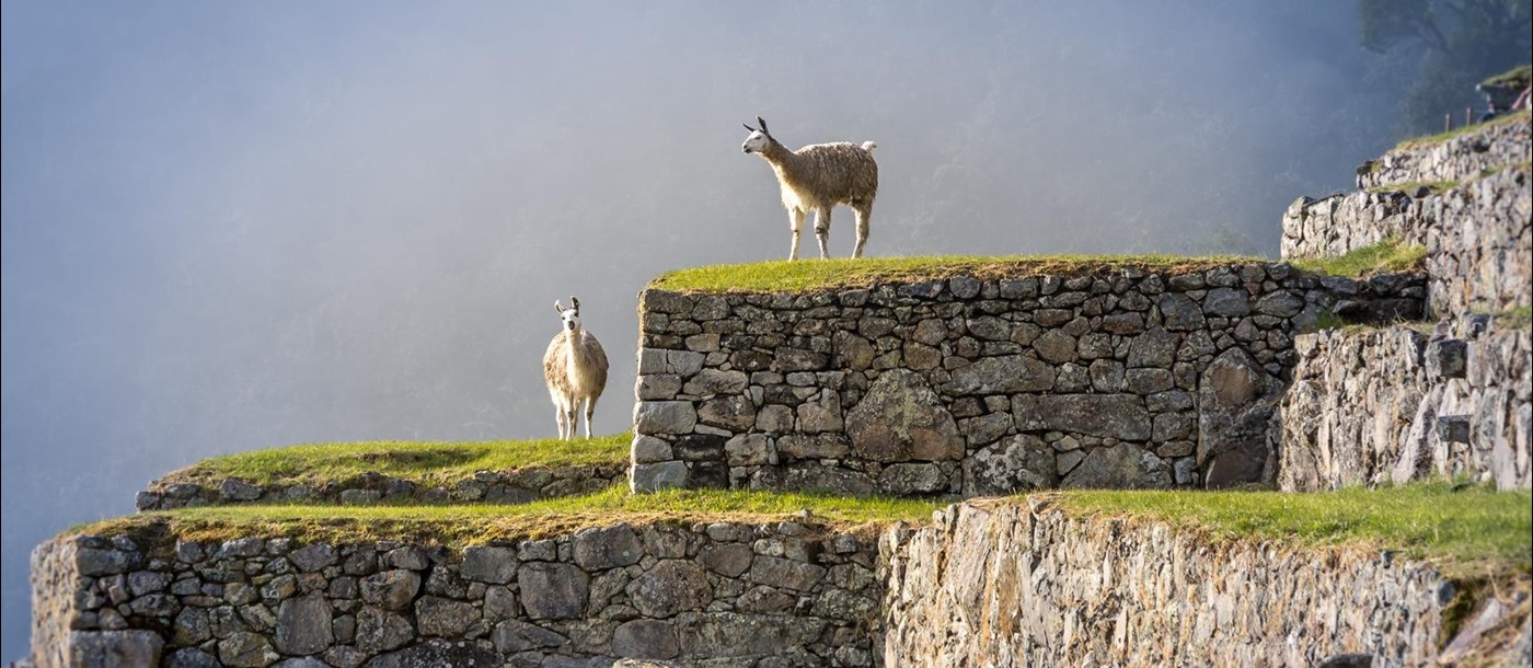Inca ruins and alpacas