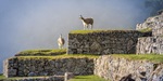Inca ruins and alpacas
