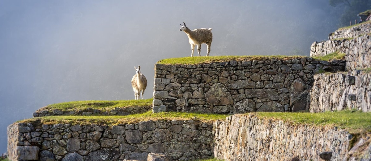 Inca ruins and alpacas