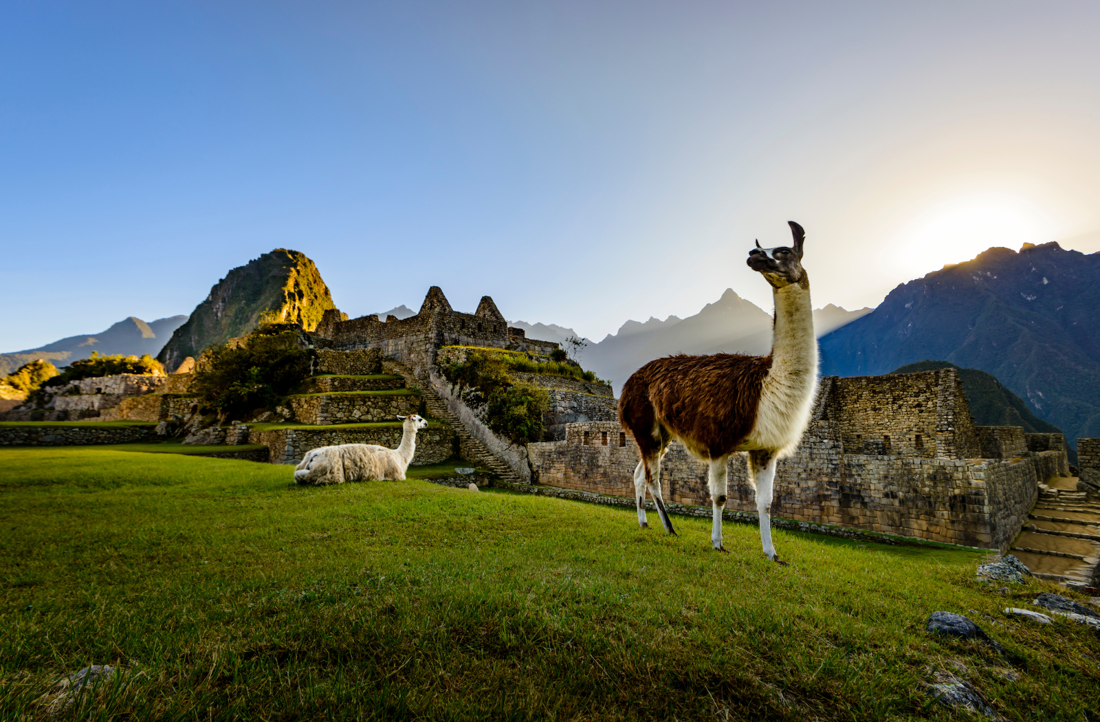 Llamas at Machu Picchu, Peru