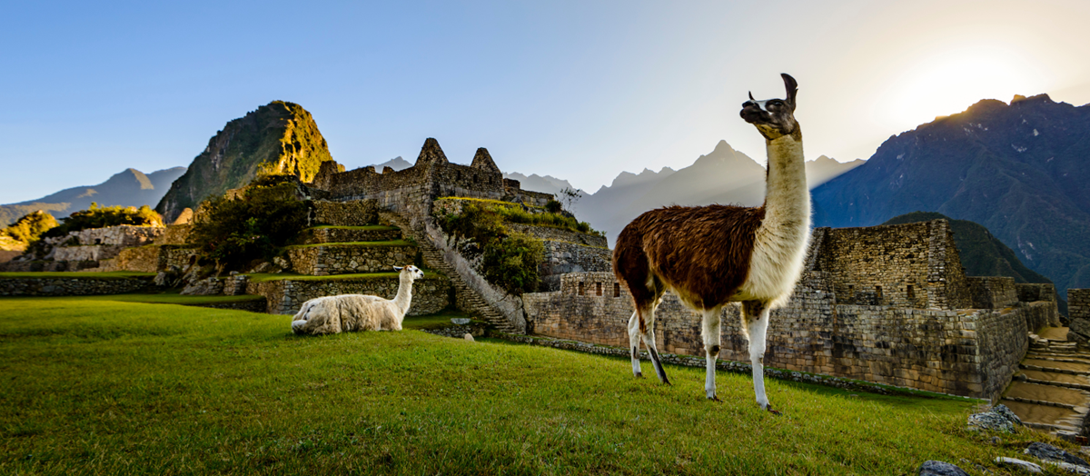 Llamas at Machu Picchu - Machu Picchu luxury tours