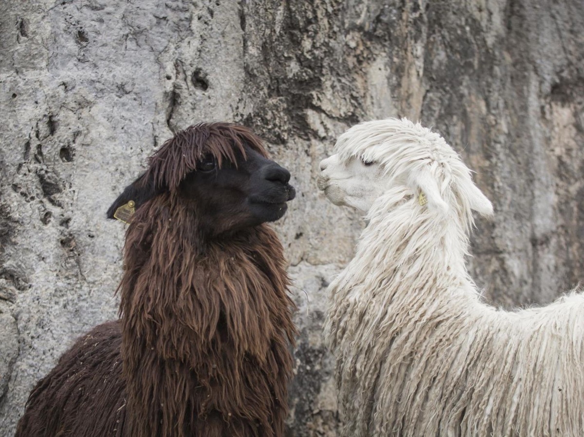 Llamas in Peru