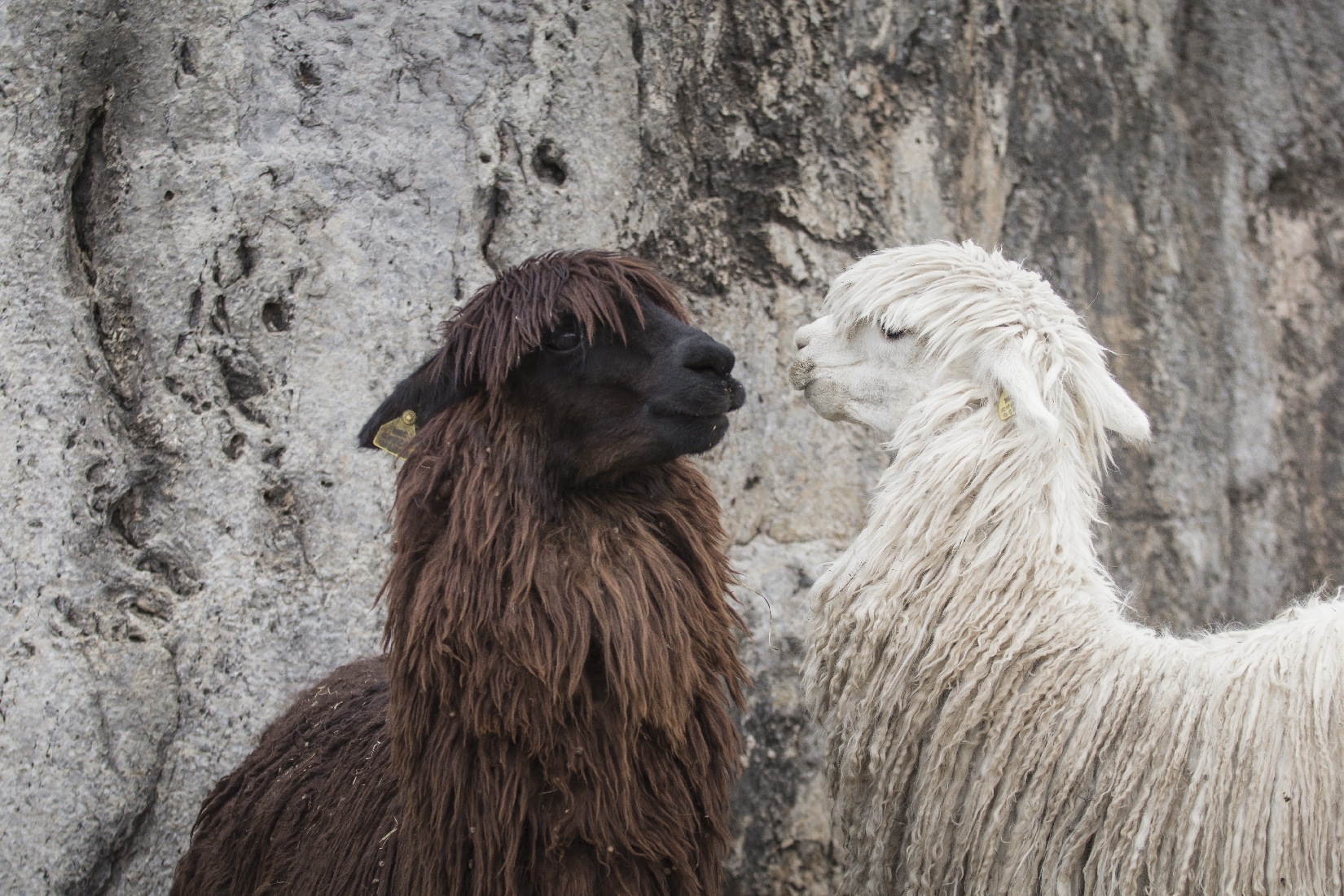 Two llamas in Peru