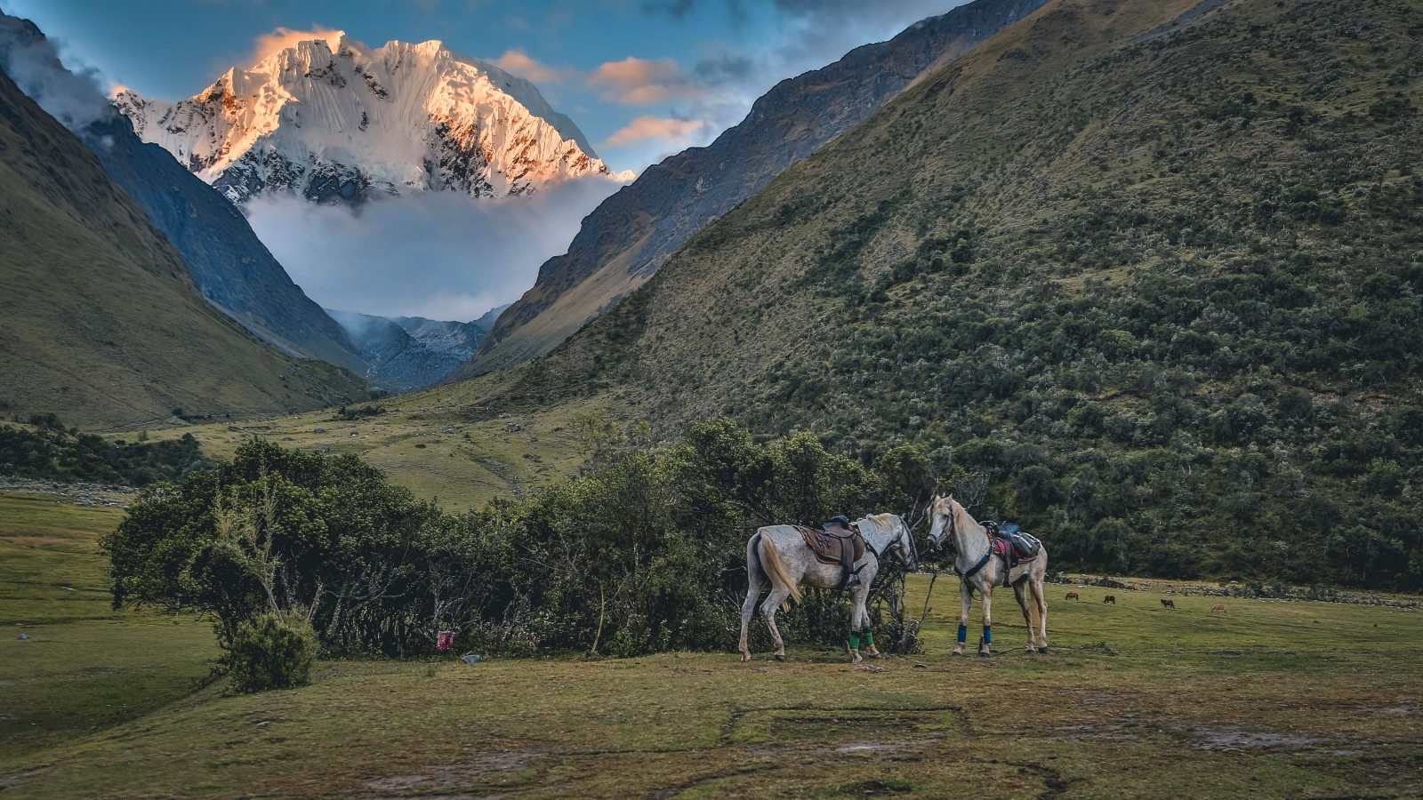 Two horses grazing with snow-capped mountains in the background