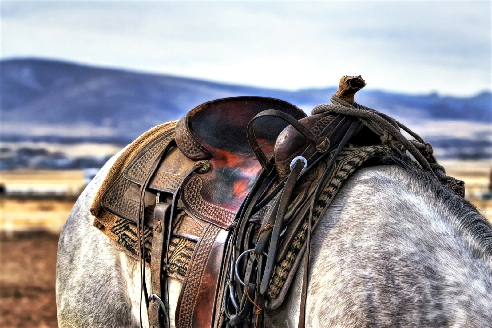 Close-up of a saddle on a horse