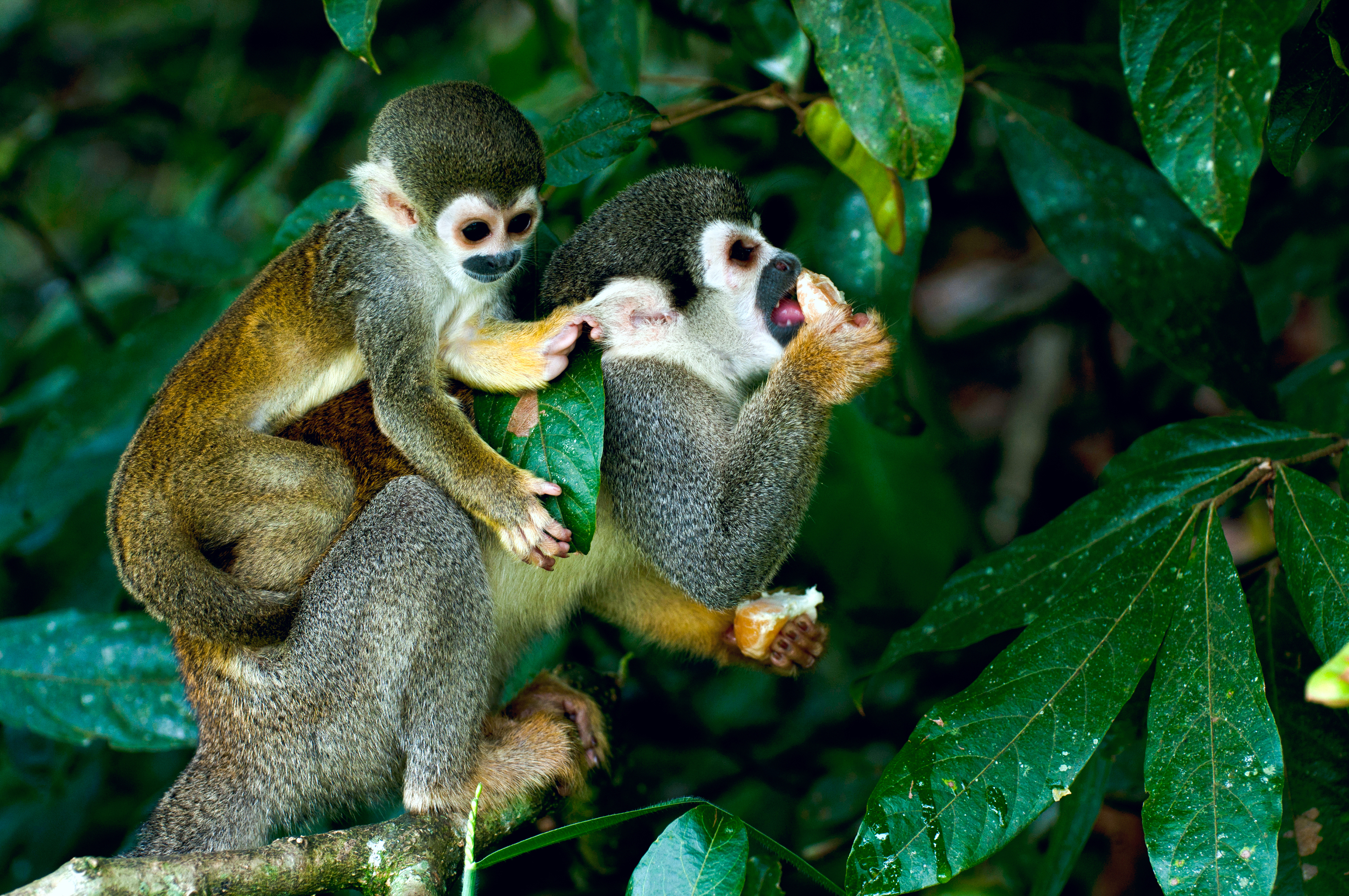 Squirrel monkeys