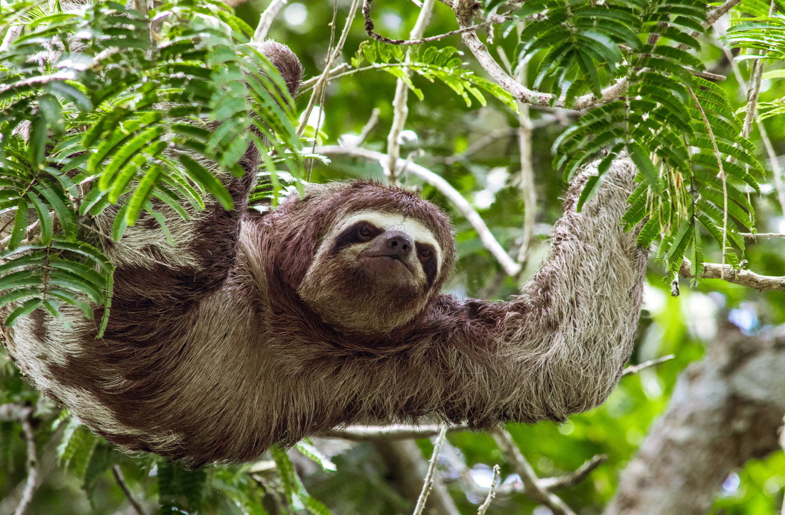 Three toed sloth in the Peruvian Amazon