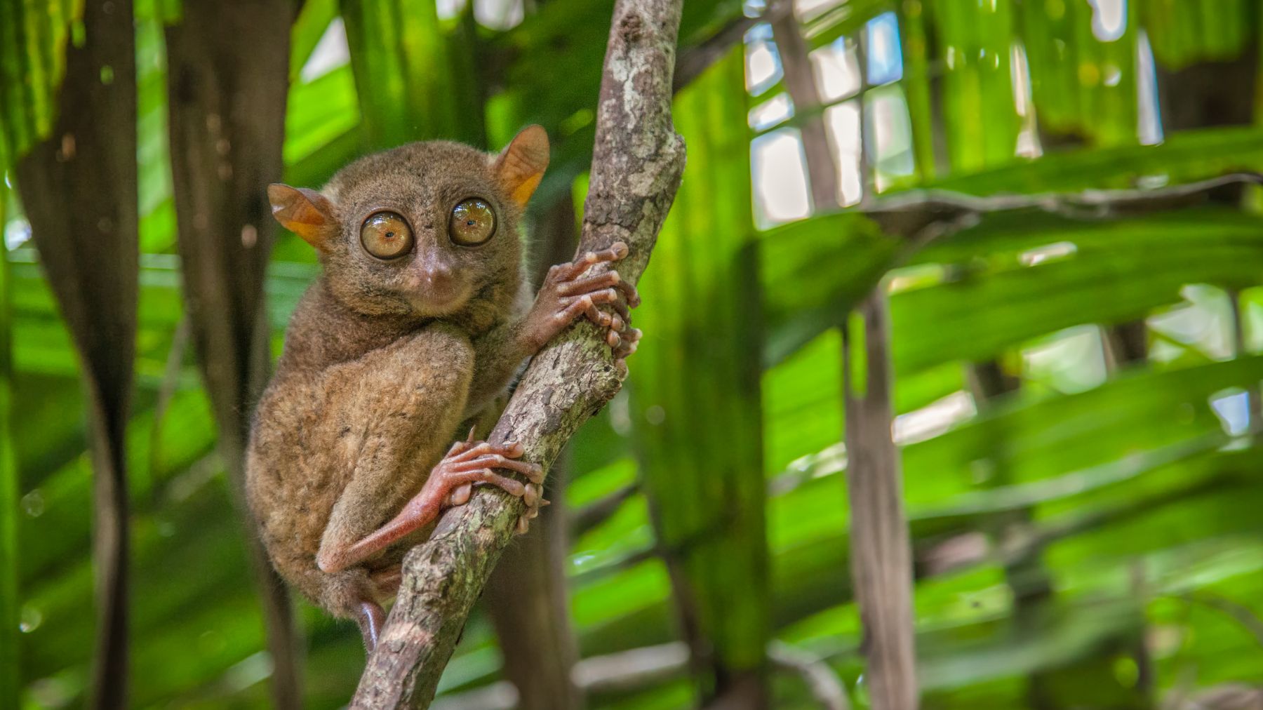A tarsier on a branch in the Philippines
