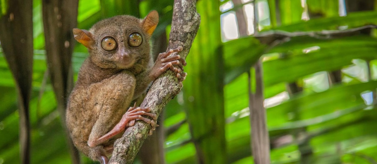 A tarsier on a branch in the Philippines