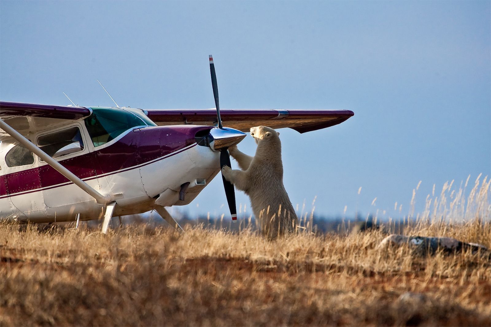 A polar bear investigating an aeroplane in Canada