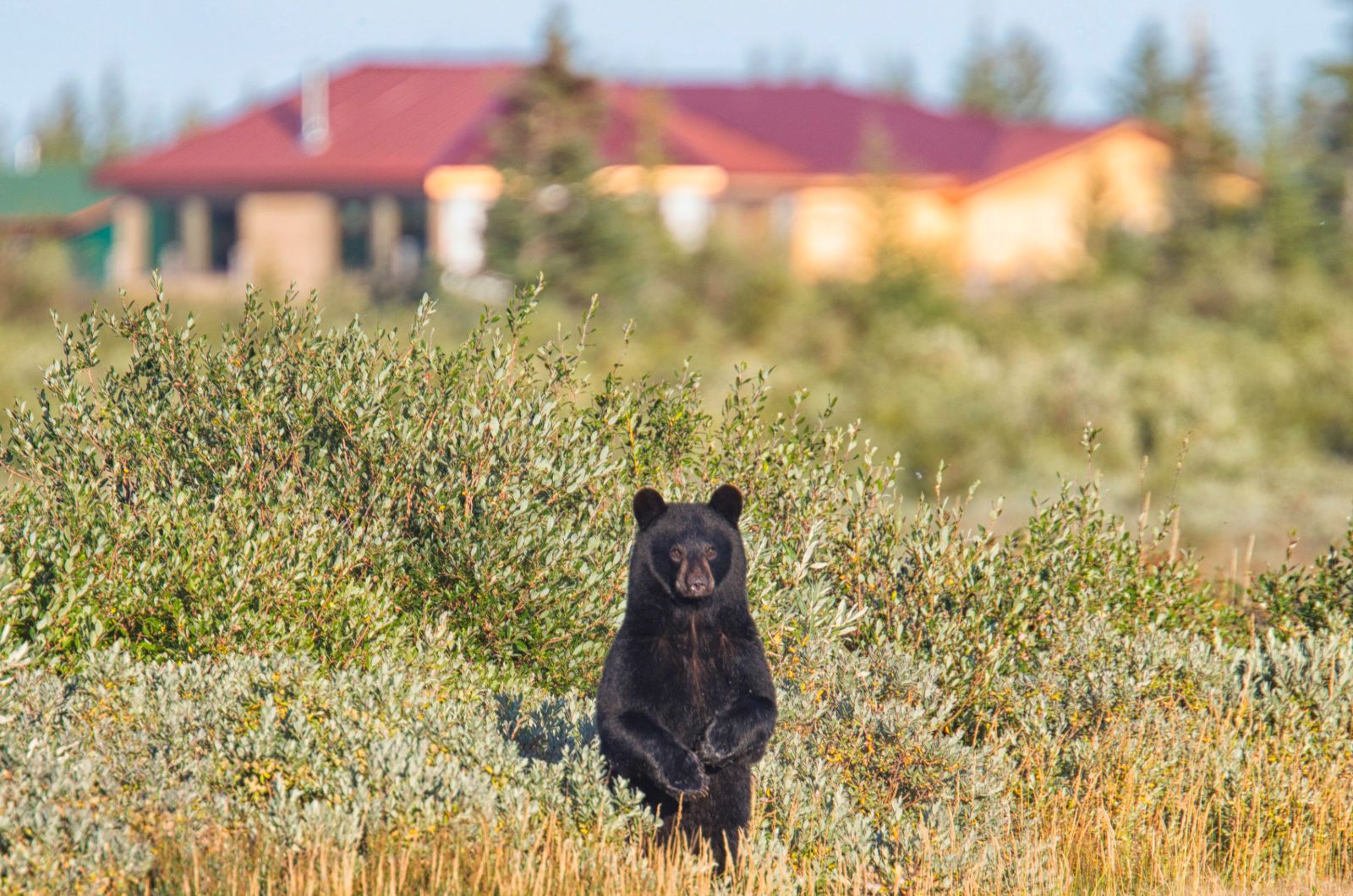 A black bear cub spotted in Churchill