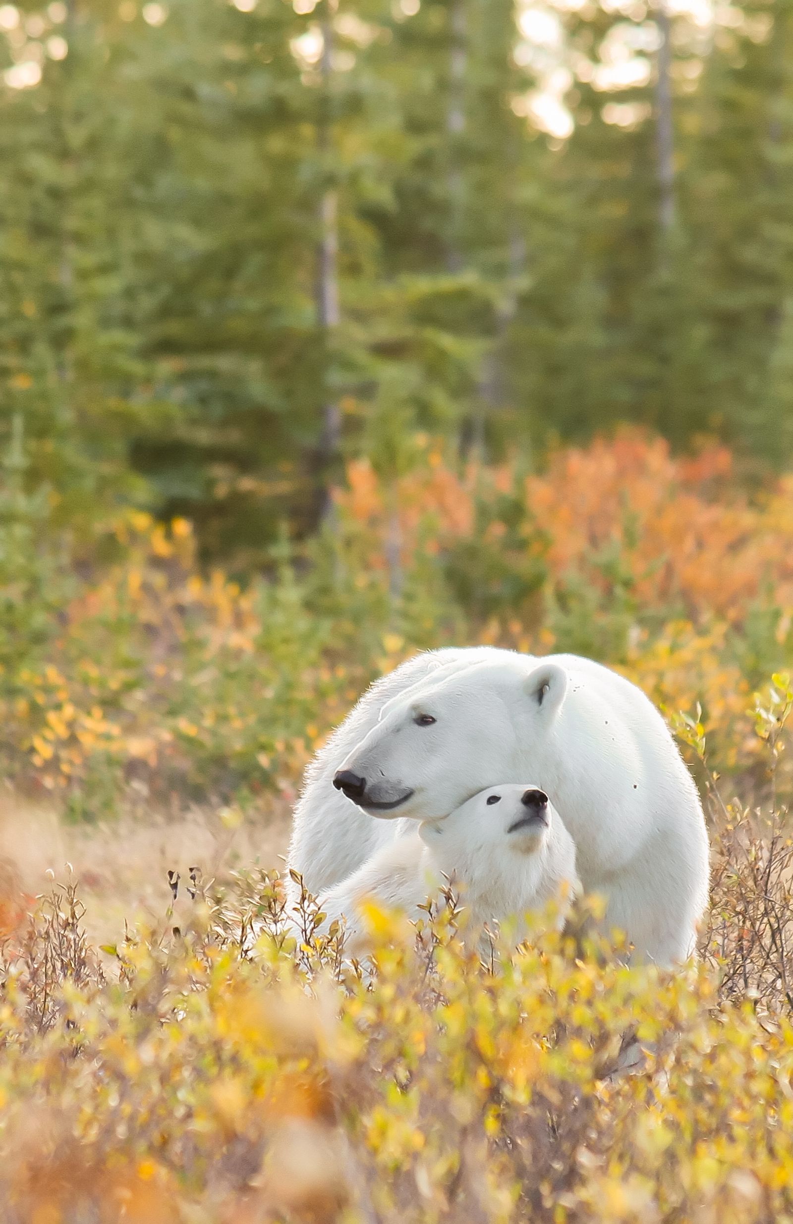 A polar bear mother and cub spotted in Churchill