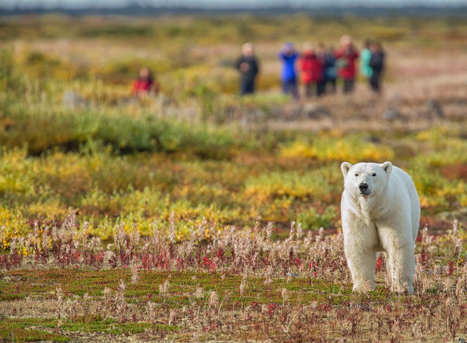 A polar bear spotted by visitors in Churchill