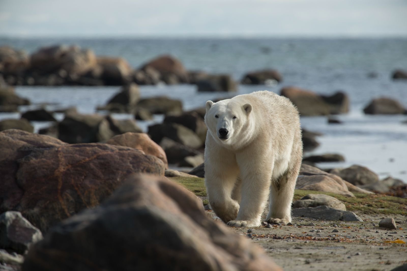 Polar beach spotted on a beach in Churchill