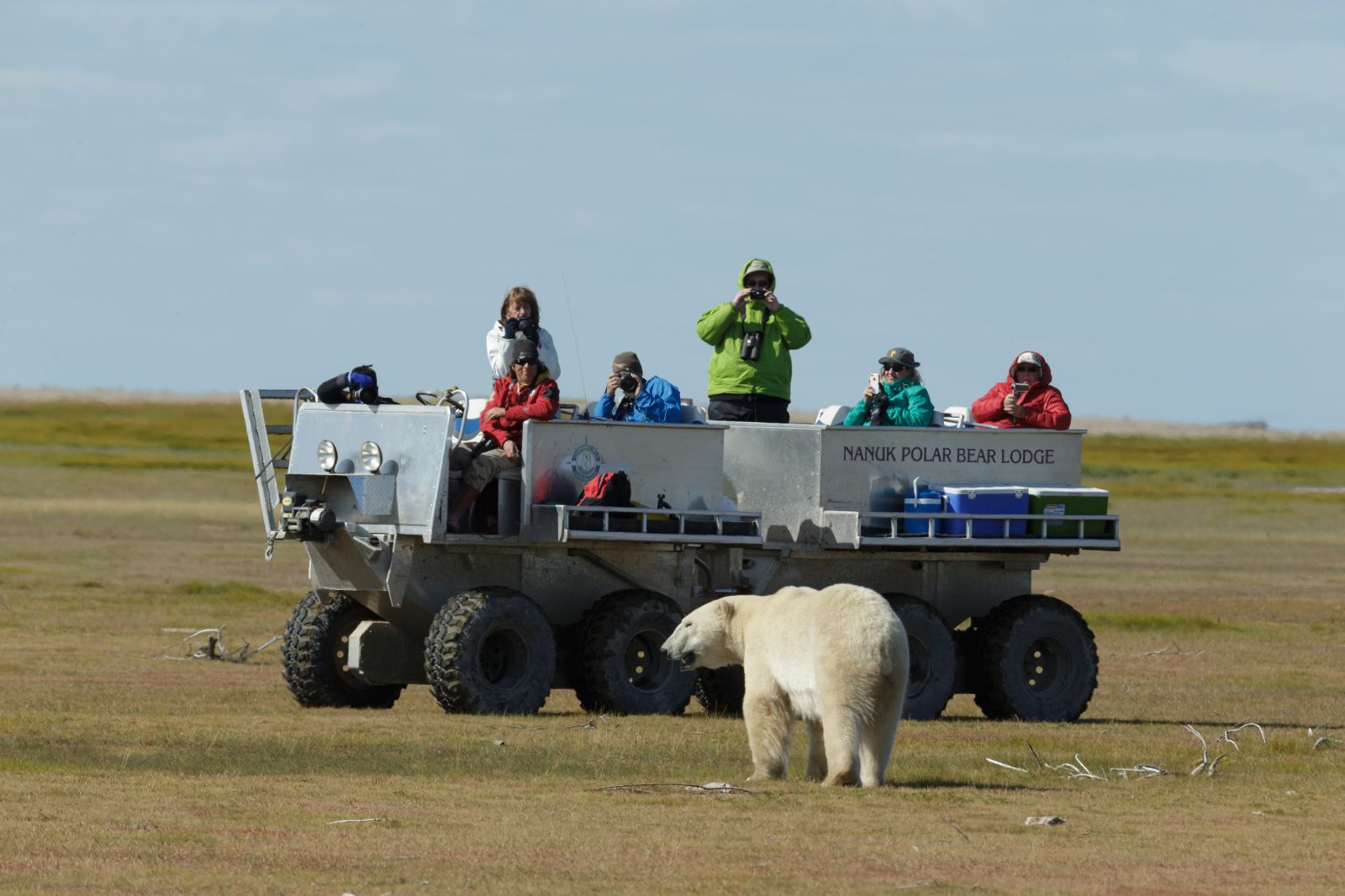 Polar bear approaching a polar bear vehicle in Churchill