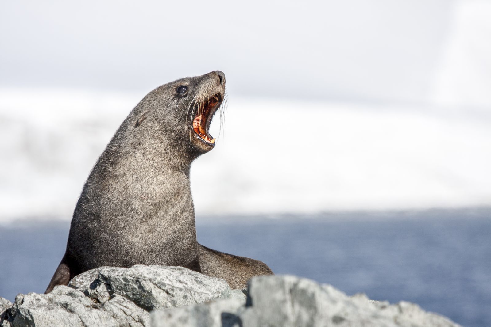 Leopard seal in Antarctica courtesy of Antarctica 21
